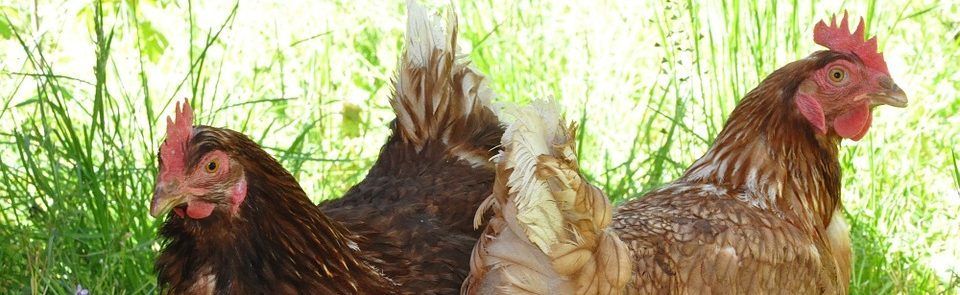 kippen houden in een woonwijk